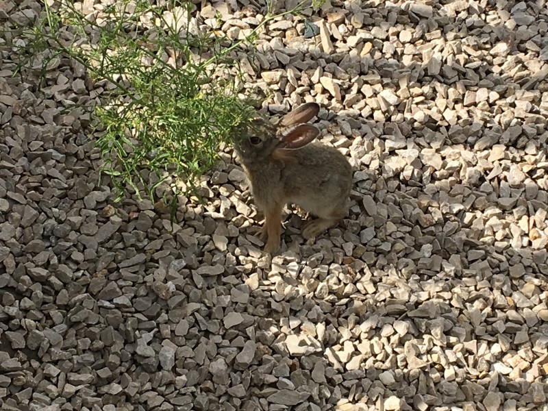 Cody
Cute bunny, yes we have them here also but this is a Wyoming rabbit.
