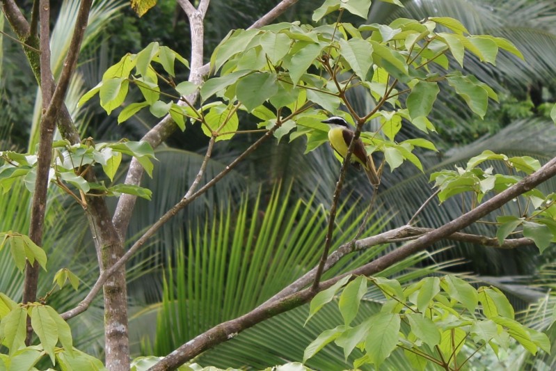 Great Kiskadee (Pitangus sulphuratus)
