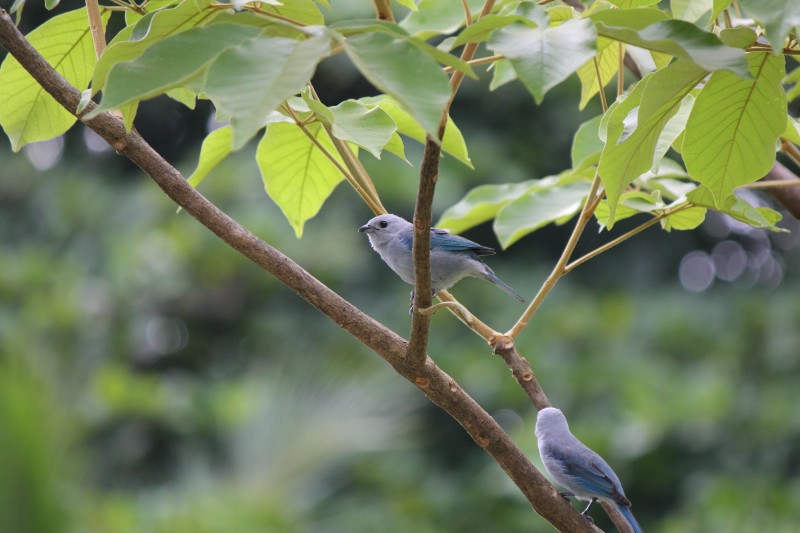 Blue-gray Tanager (Thraupis episcopus)
