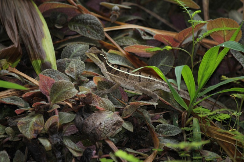 Basilisks "The Jesus Christ lizard"
are brown to olive, and have a white, cream or yellow stripe on the upper lip and a second stripe along either side of its body; these stripes have higher contrast in juveniles and fade as the lizards age
