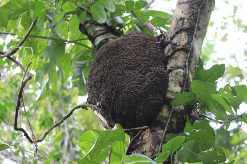 Termite Nest in a Jungle
