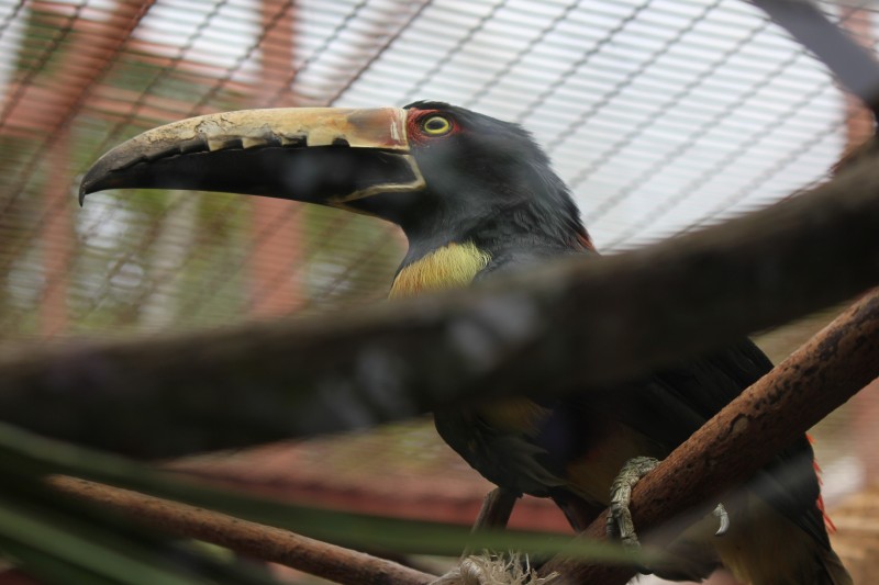 Collared Aracari (Pteroglossus torquatus)
