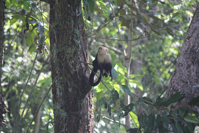 White-headed Capuchin (Cebus capucinus) Monkey 3
in Manuel Antonio National Park
