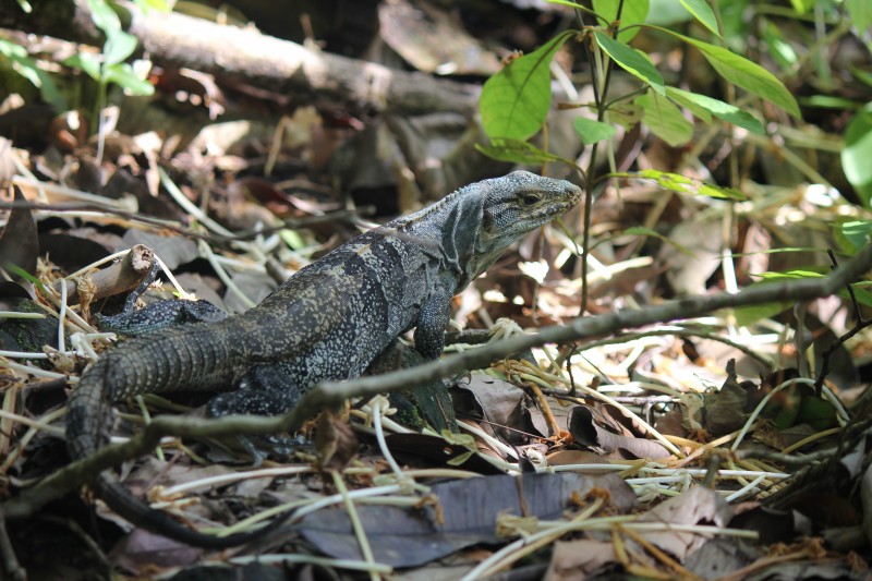 Green Iguana
in Manuel Antonio National Park
