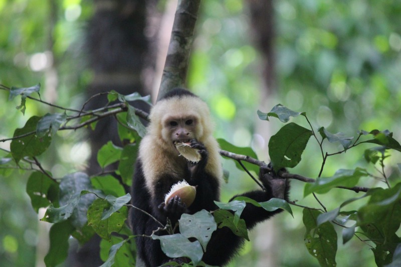 White-headed Capuchin (Cebus capucinus) Monkey
in Manuel Antonio National Park
