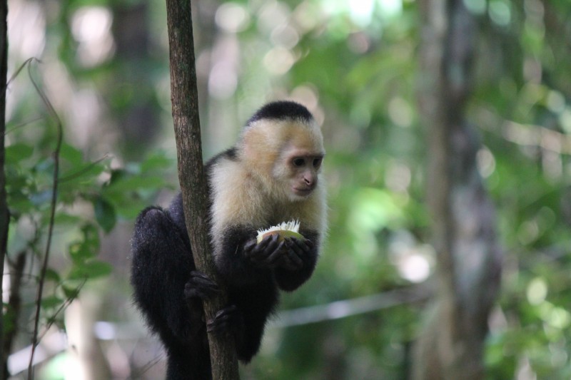 White-headed Capuchin (Cebus capucinus) Monkey
in Manuel Antonio National Park
