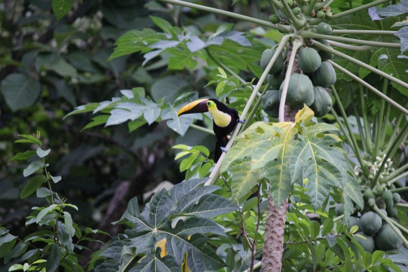 Chestnut-mandibled Toucan in Guava tree
Flew down right outside the "tree house" into a Guava tree (Psidium Guajava) fruit inside is red
