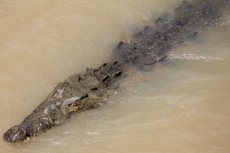 American crocodile
'Croc Bridge' on the Tarcoles River

