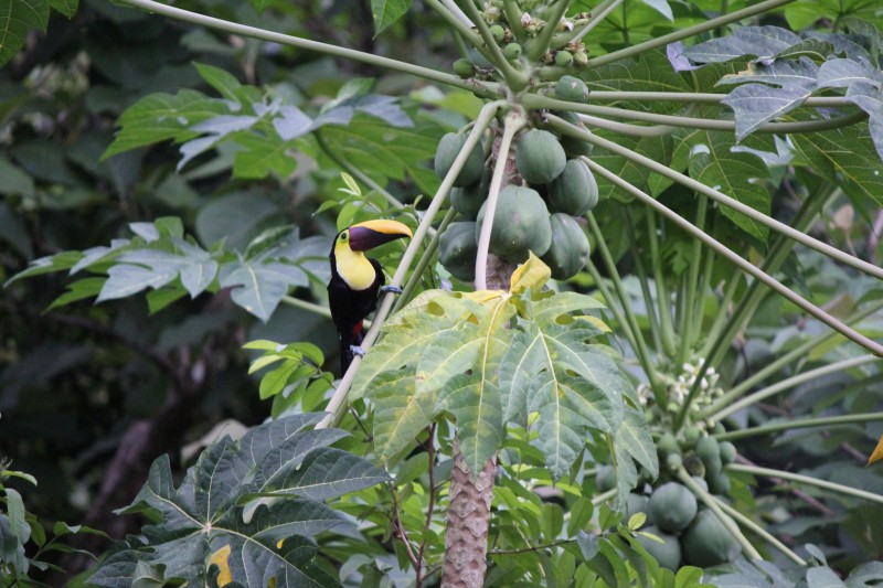 Chestnut-mandibled Toucan
Flew down right outside the "tree house" into a Guava tree (Psidium Guajava) fruit inside is red
