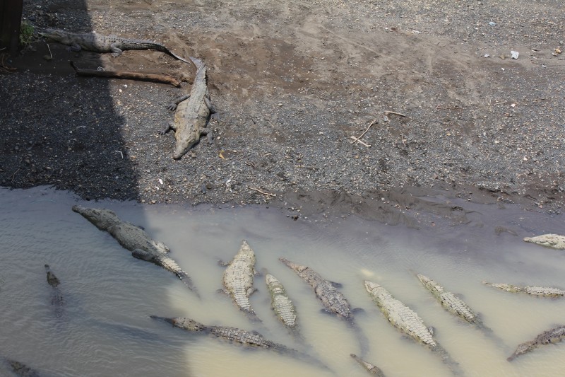 American crocodiles
'Croc Bridge' on the Tarcoles River
