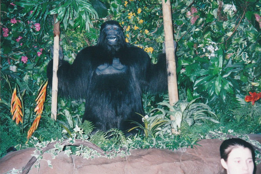 Rain Forest Cafe
