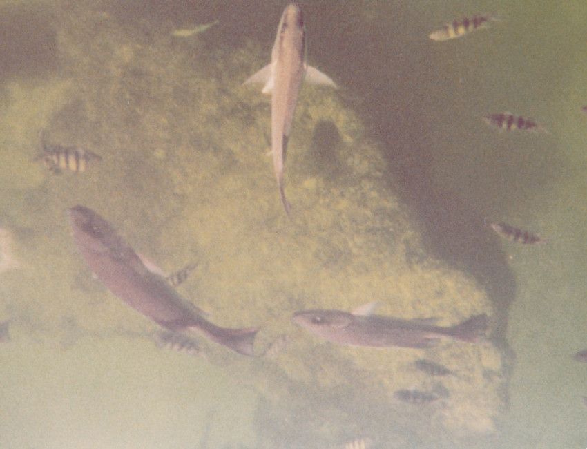 Trip to Cancum Mexico Oct 1980
