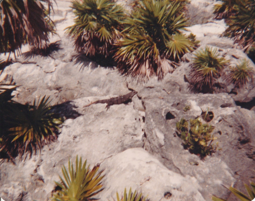 Trip to Cancum Mexico Oct 1980
