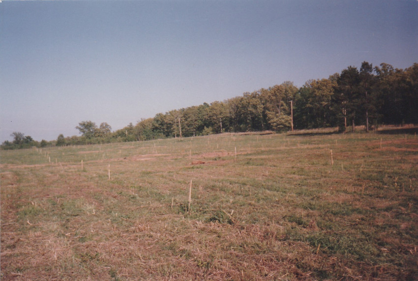 Pencan Tree Ballard Road Vilonia
