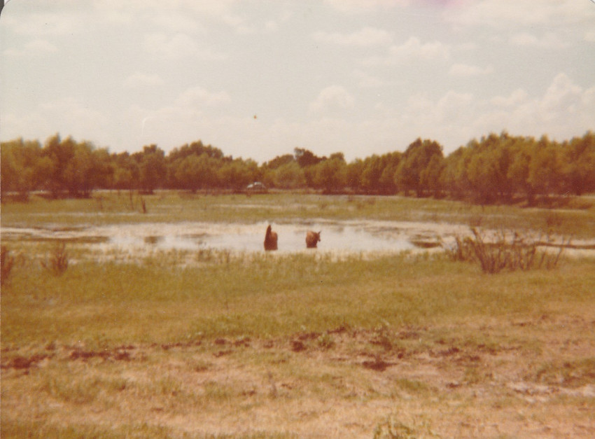 Ed Tudor farm Marshall AR
