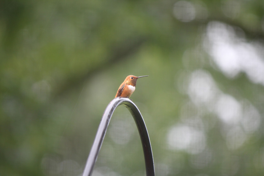 Rufous Hummingbird 7-18-2021
