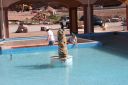 Filename=web_IMG_5657.JPG
Filesize=85KiB
Dimensions=800x533
Date added=Jul 15, 2016 web_IMG_5657.JPG
